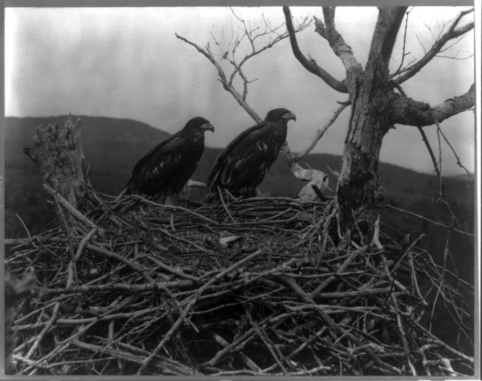 Maine. Mt. Desert Island, Lafayette National Park. Eagles in nest LCCN2011661556
