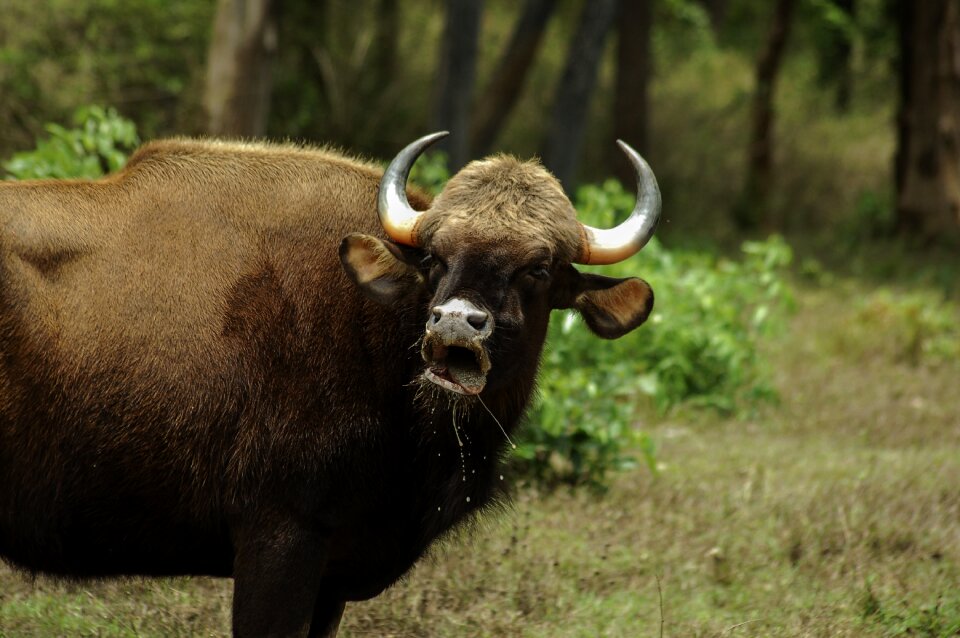 Wildlife bull grass
