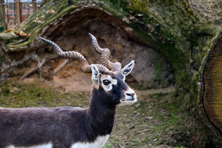 Tree animal world horns photo