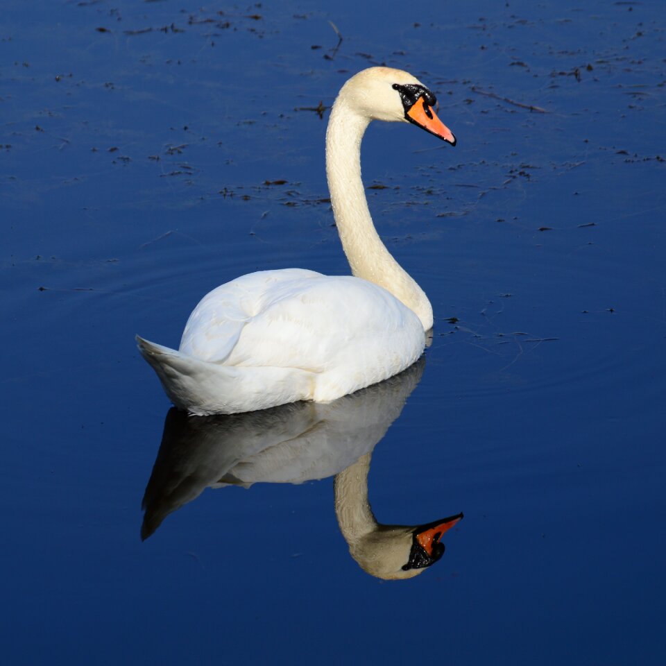 Swan dumb poland