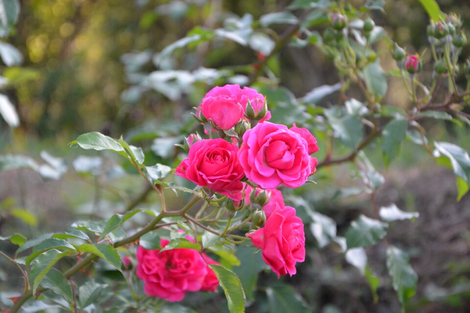 Flowers climbing rose petals