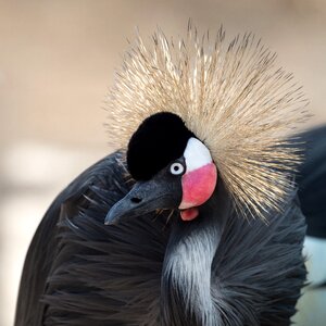 Crane crowned animal photo