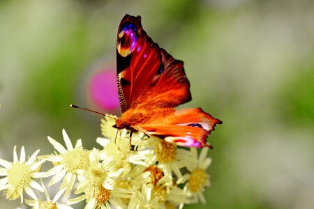 Butterfly flower summer photo