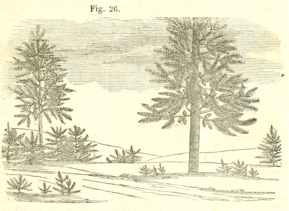 Maison rustique du XIXe siècle, éd. Bixio, 1844, I (page 35) - Fig 26