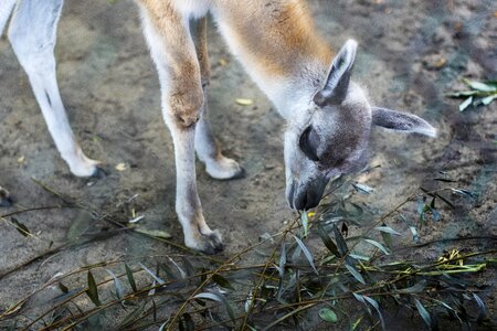 Feeding mammal zoo