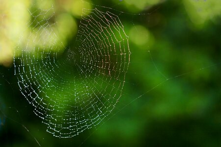Trap cobweb spiderweb photo