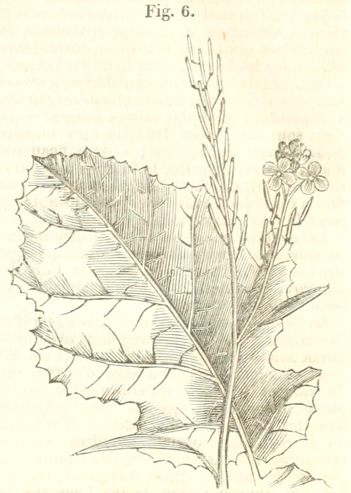 Maison rustique du XIXe siècle, éd. Bixio, 1844, II (page 24 crop)2