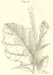 Maison rustique du XIXe siècle, éd. Bixio, 1844, II (page 24 crop)2