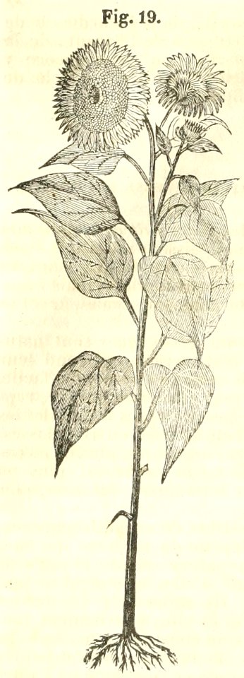 Maison rustique du XIXe siècle, éd. Bixio, 1844, I (page 22) - Fig. 19