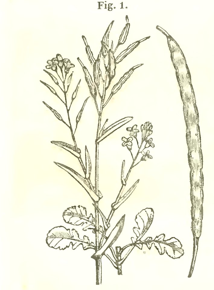 Maison rustique du XIXe siècle, éd. Bixio, 1844, II (page 16 crop)