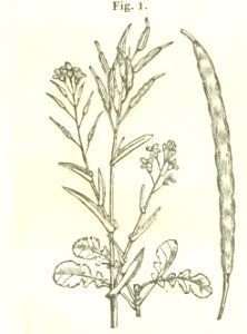 Maison rustique du XIXe siècle, éd. Bixio, 1844, II (page 16 crop)