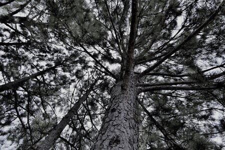 Forest outdoor park