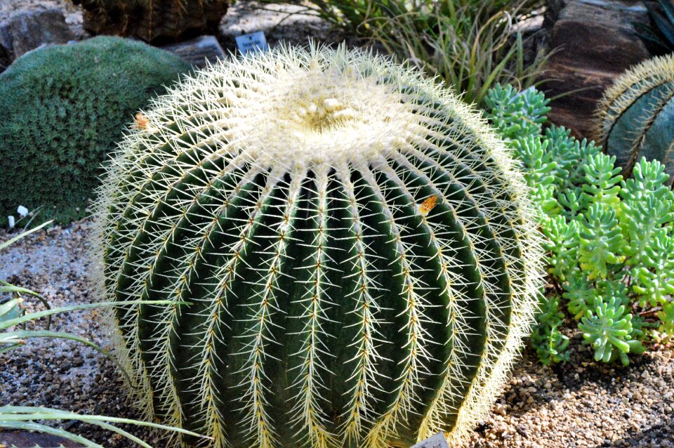 Prickly plant thorns