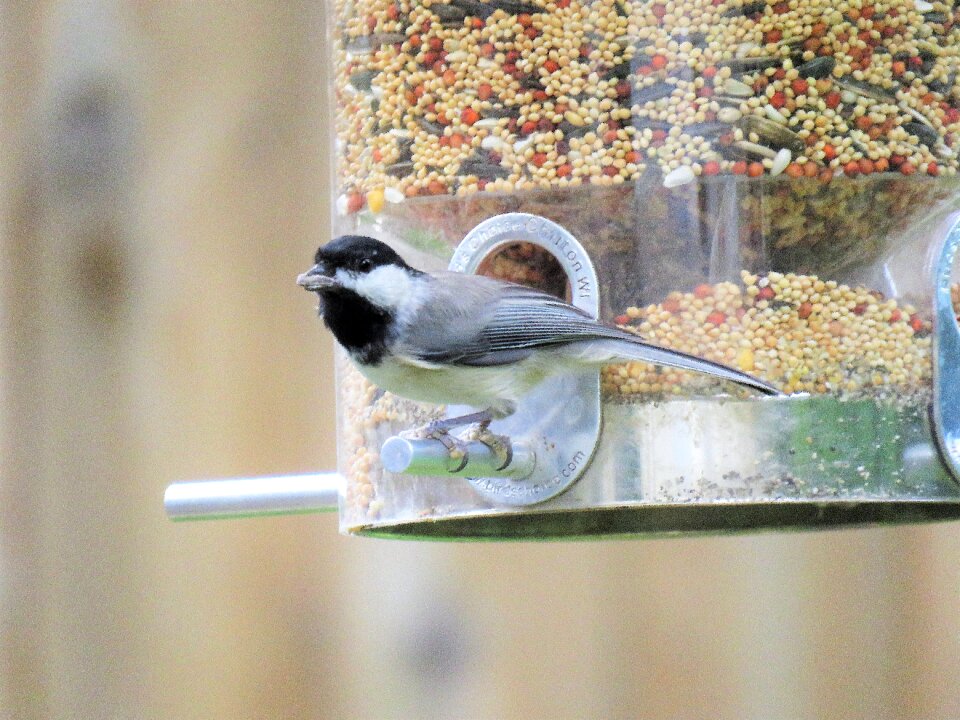 Black and gray bird feeder wildlife