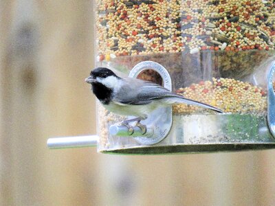 Black and gray bird feeder wildlife