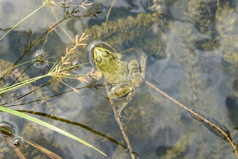 Green frog green aquatic animal photo