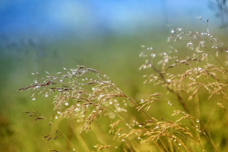Summer plant morgentau