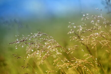 Summer plant morgentau