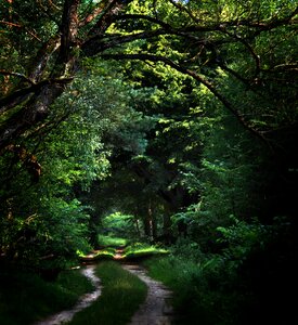 Dark tree landscape