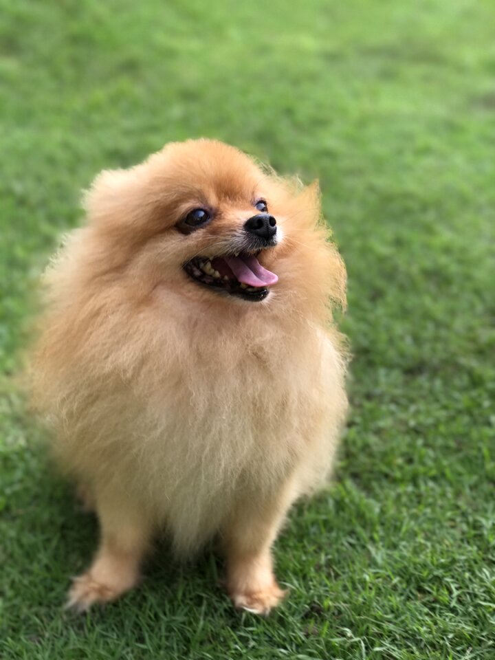 Dog cute fluffy