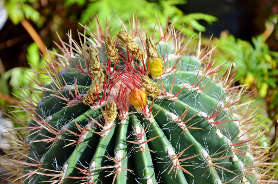 Prickly plant thorns