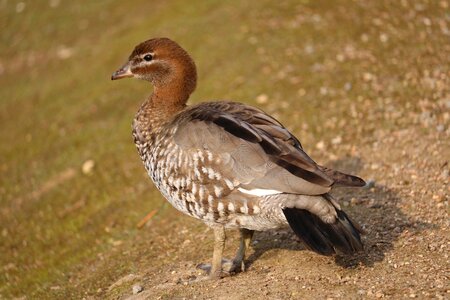 Animal wild brown