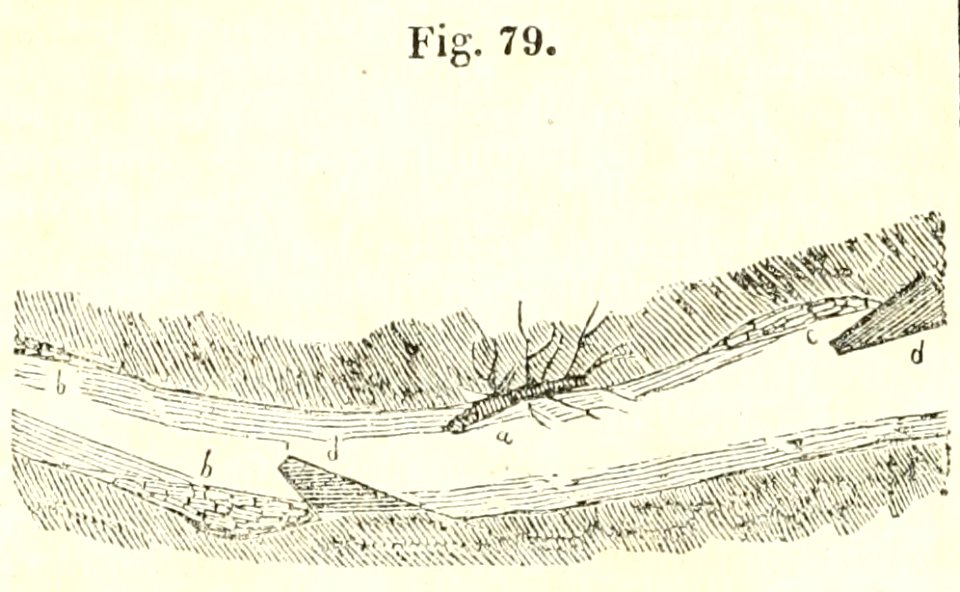 Maison rustique du XIXe siècle, éd. Bixio, 1844, I (page 124) - Fig 79
