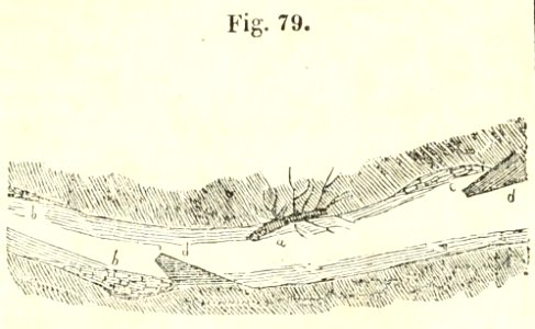 Maison rustique du XIXe siècle, éd. Bixio, 1844, I (page 124) - Fig 79