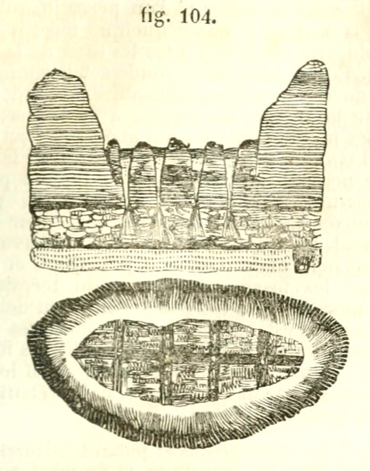 Maison rustique du XIXe siècle, éd. Bixio, 1844, I (page 139) - Fig 104