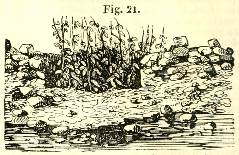 Maison rustique du XIXe siècle, éd. Bixio, 1844, I (page 28) - Fig 21