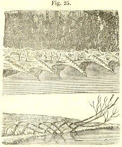 Maison rustique du XIXe siècle, éd. Bixio, 1844, I (page 34) - Fig 25