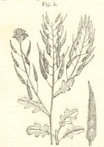 Maison rustique du XIXe siècle, éd. Bixio, 1844, II (page 24 crop)