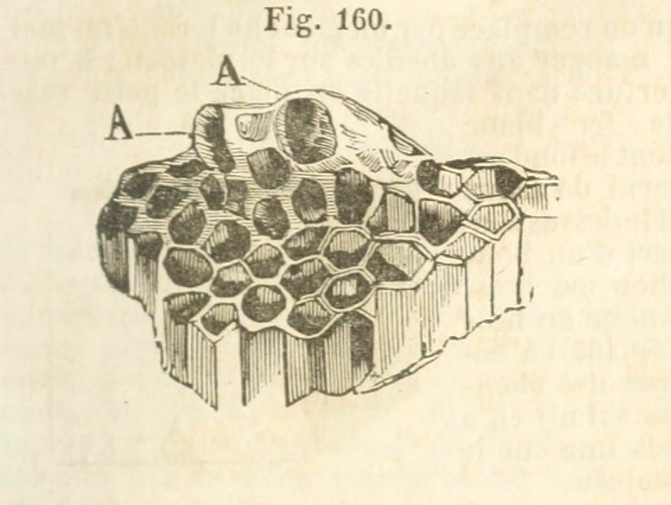 Maison rustique du XIXe siècle, éd. Bixio, 1844, III (page 159) - Fig 160