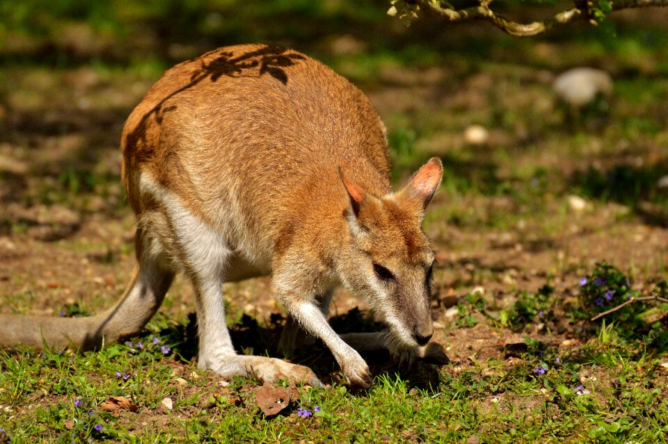 Animal world meadow tiergarten