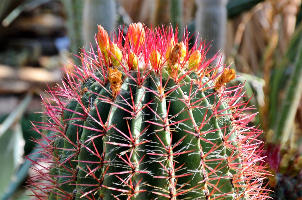 Prickly plant thorns