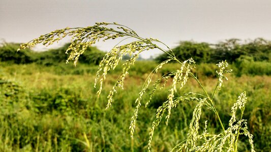 Bokeh effect grass park weed