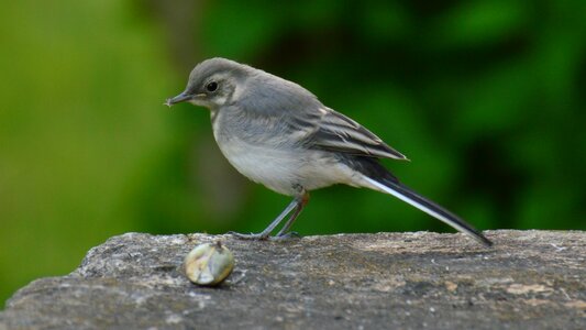 Grey wagtail snail meeting photo