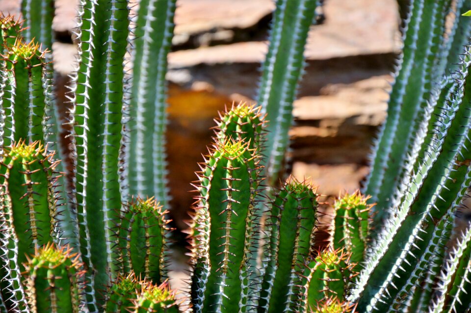 Prickly plant thorns