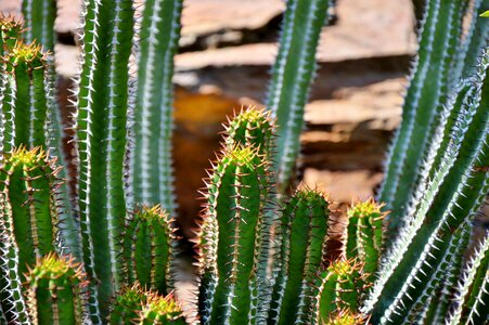 Prickly plant thorns