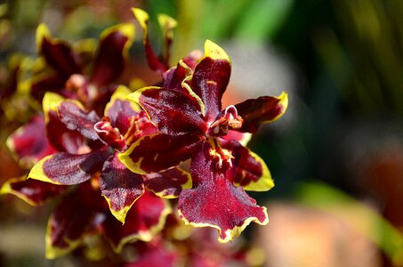 Blossom bloom exotic