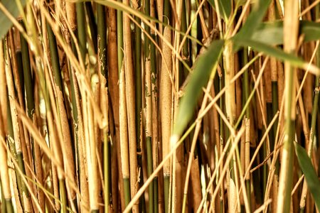 Leaf bamboo reed photo