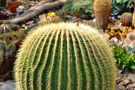 Prickly plant thorns