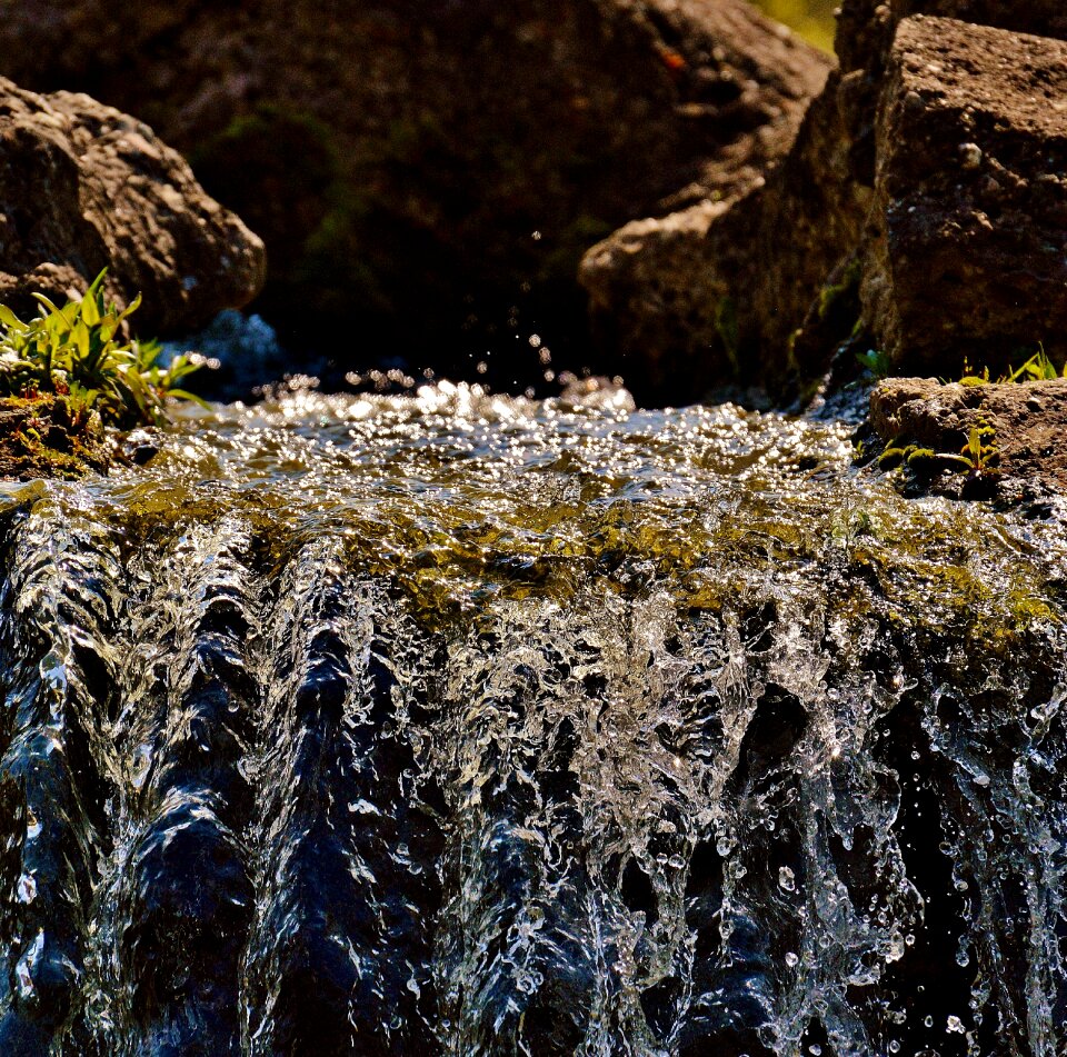 Forest moss landscape