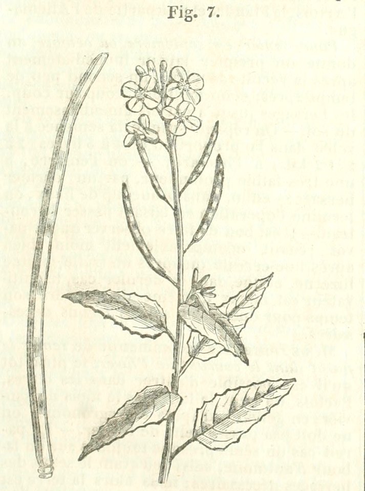 Maison rustique du XIXe siècle, éd. Bixio, 1844, II (page 25 crop)