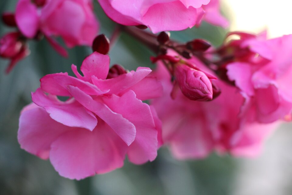 Plant nature garden