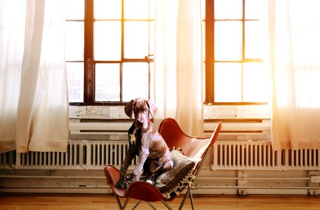 Executive chair dog sitting in a chair easily