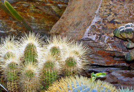 Prickly plant thorns