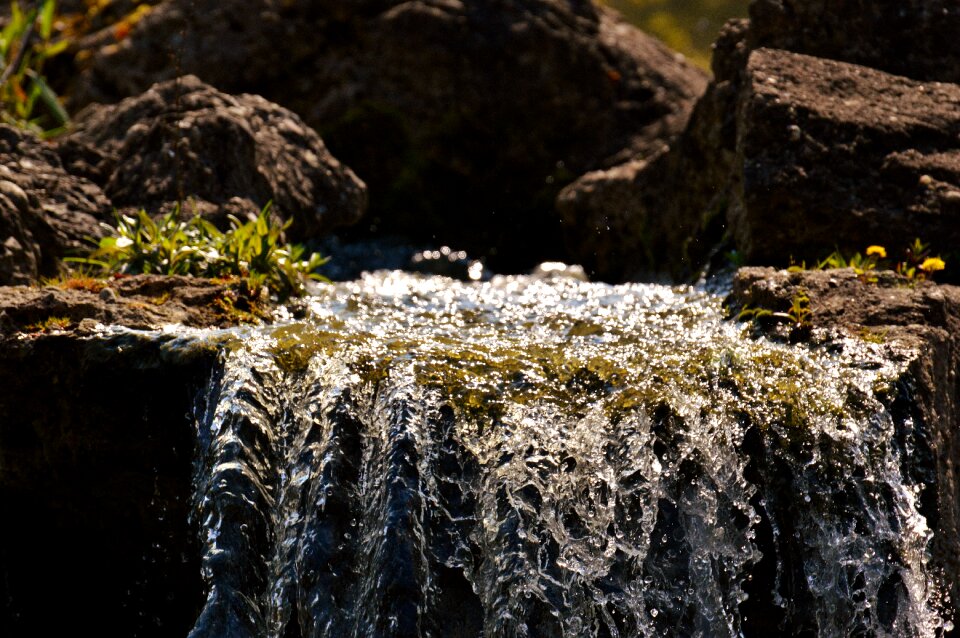 Forest moss landscape photo