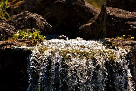 Forest moss landscape photo