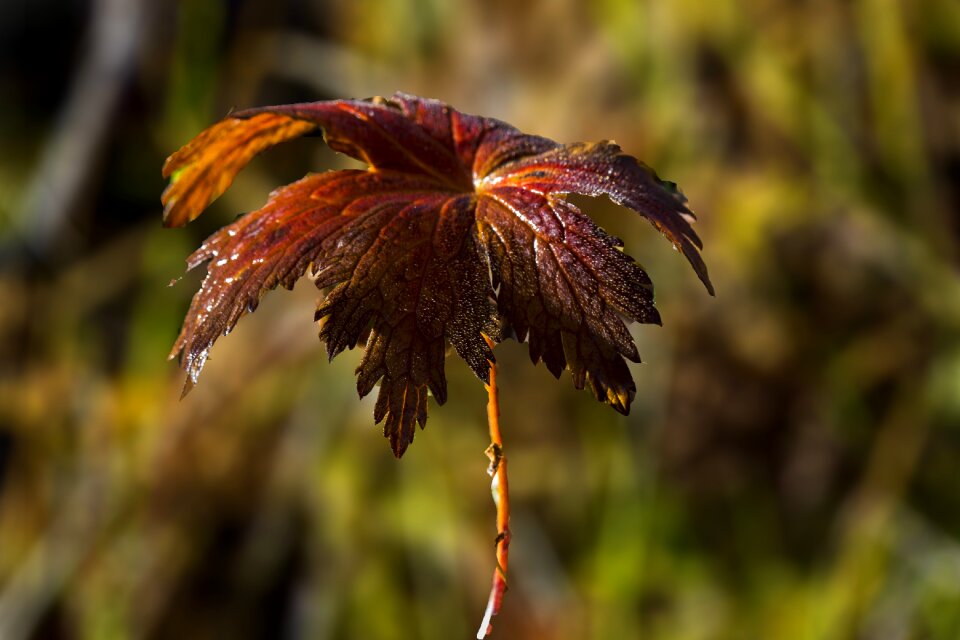 The nature of the leaf autumn